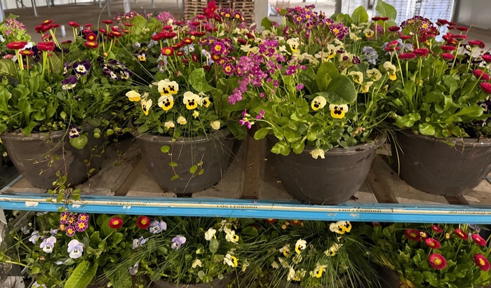 <h4>OVERIGE PERKPL</h4>