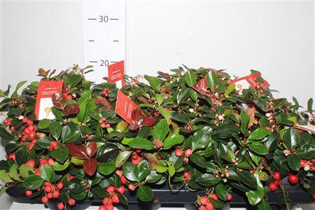 <h4>Gaulth Pr Big Berry</h4>