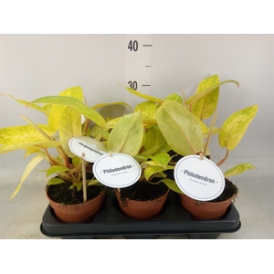 Philodendron   ...