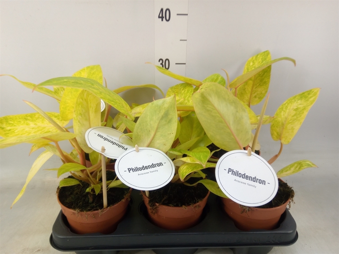 <h4>Philodendron   ...</h4>
