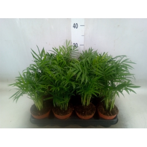 Chamaedorea elegans