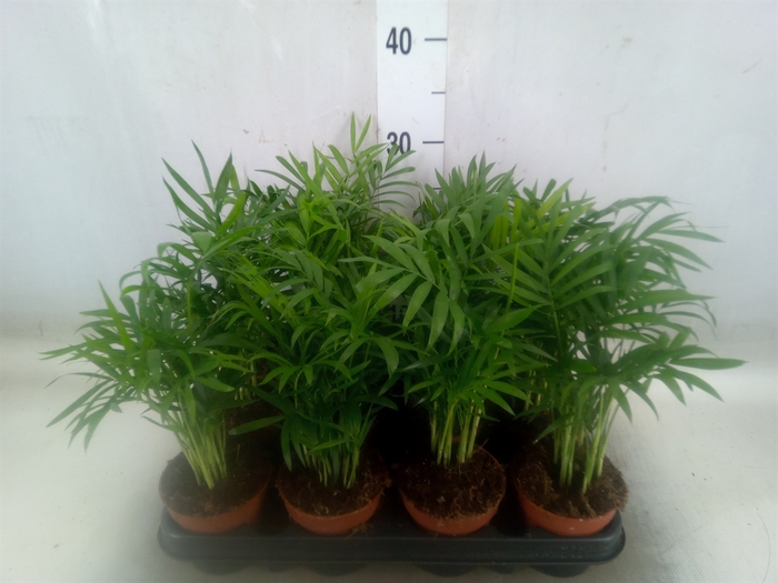 <h4>Chamaedorea elegans</h4>