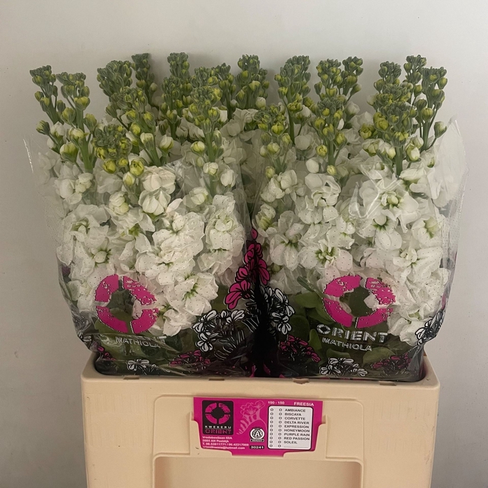 <h4>MATTHIOLA INCANA 'AIDA WHITE'</h4>