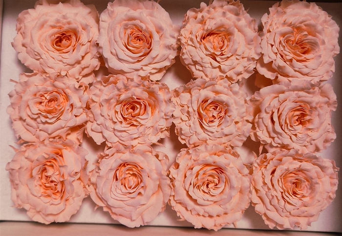 <h4>Ro Pres Rom Mini Pink Soft</h4>