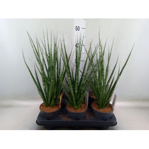 Sansevieria cyl.  ...