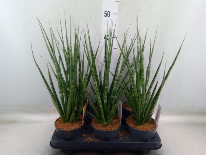 <h4>Sansevieria cyl.  ...</h4>