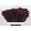 Leucadendron Saf Sunset Dark R.