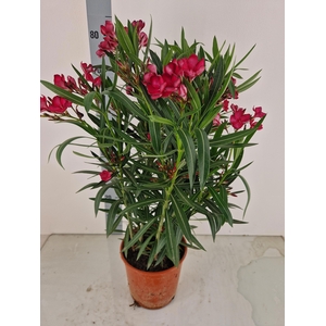 NERI OLEANDER
