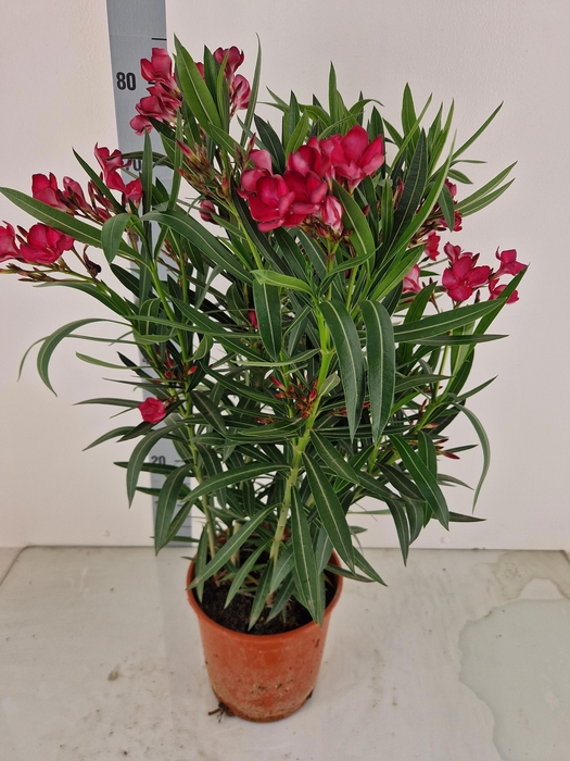 <h4>NERI OLEANDER</h4>