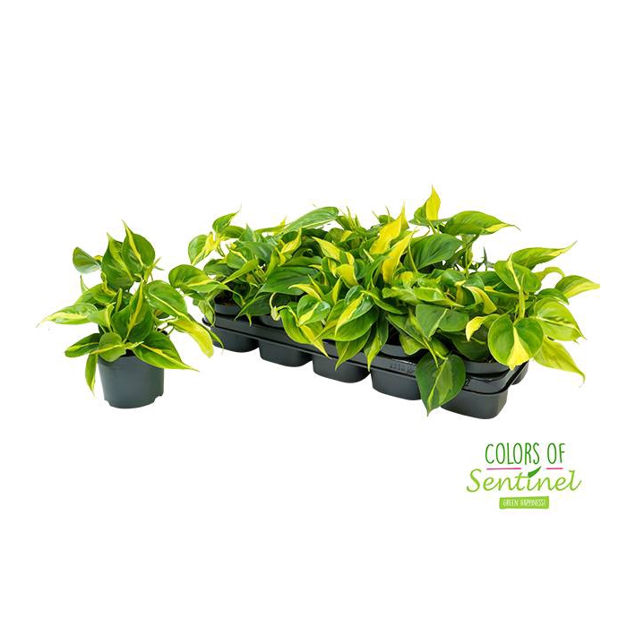 <h4>Philodendron Scandens Brasil 12Ø 25cm</h4>