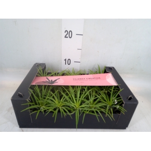 Tillandsia ionantha
