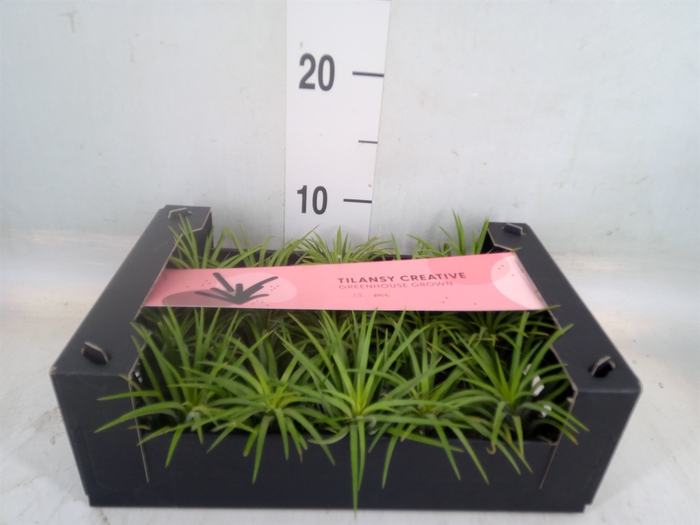 <h4>Tillandsia ionantha</h4>