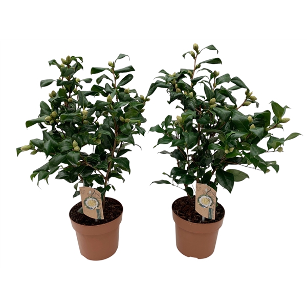 <h4>Camellia Brushfield yellow 20-25 knoppen</h4>