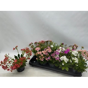 LEWI CO HAPPY CO GEM