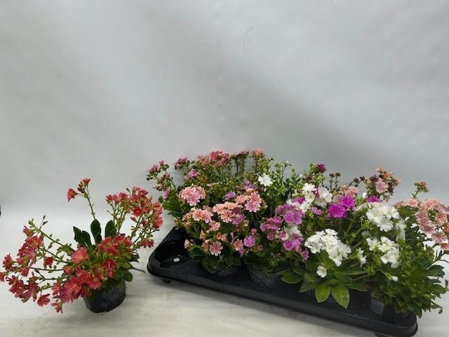 <h4>LEWI CO HAPPY CO GEM</h4>