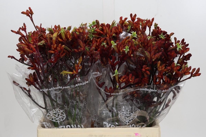 <h4>Anigozanthos Early Spring</h4>