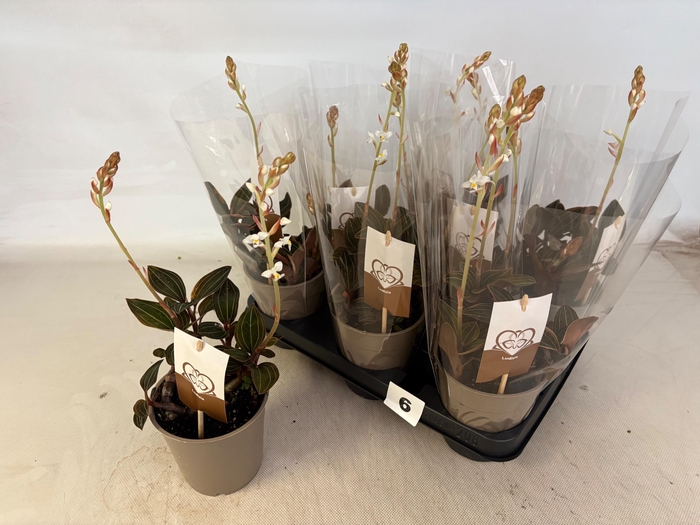 <h4>LUD DISCOLOR</h4>