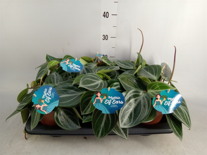 <h4>Peperomia</h4>