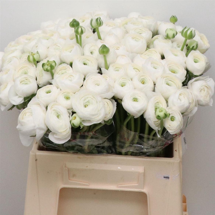 <h4>Ran Su Sr Alaska 1a</h4>