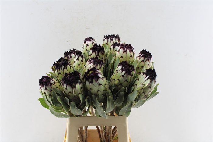 <h4>Protea Mag Niobe</h4>