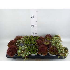 Sempervivum   ...mix