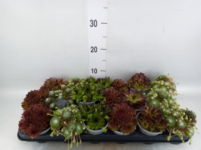 <h4>Sempervivum ...mix</h4>