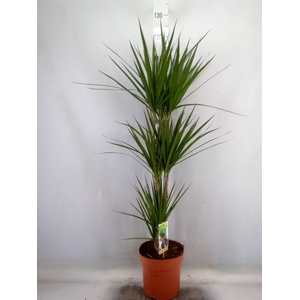 Dracaena marg.