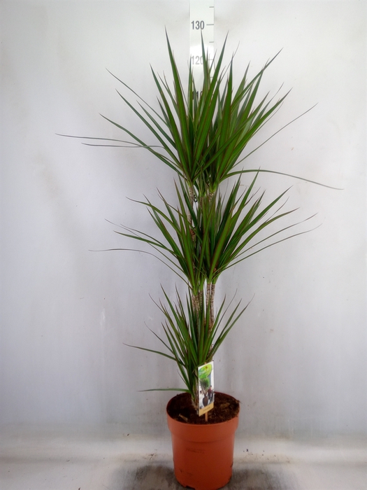 <h4>Dracaena marg.</h4>