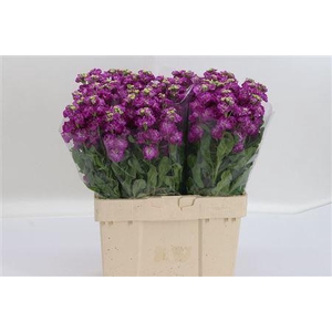 Matth Stox Deep Rose