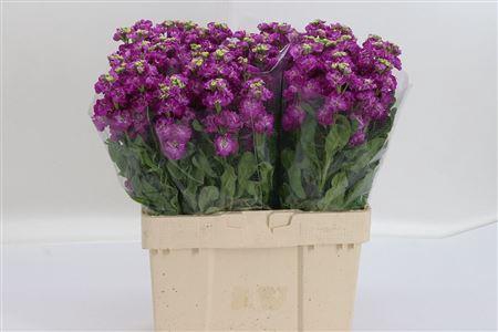 <h4>Matth Stox Deep Rose</h4>