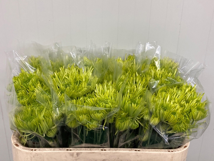 <h4>CHR T TULA GREEN</h4>