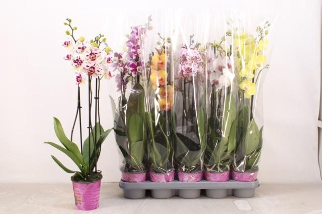 <h4>PHAL GEM 5 KL</h4>