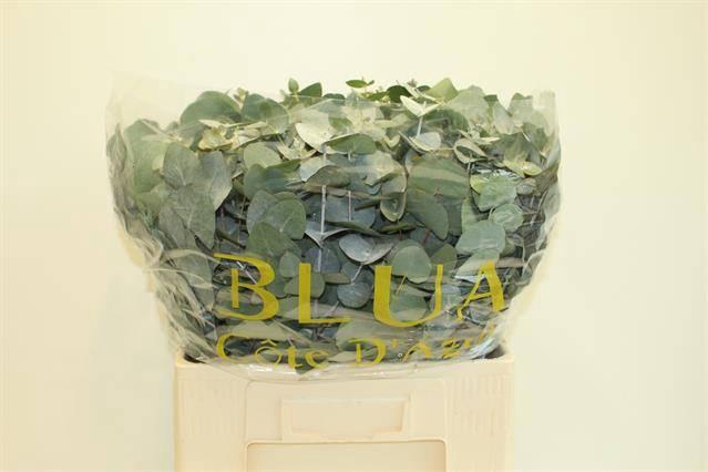 <h4>EUCA CINEREA</h4>