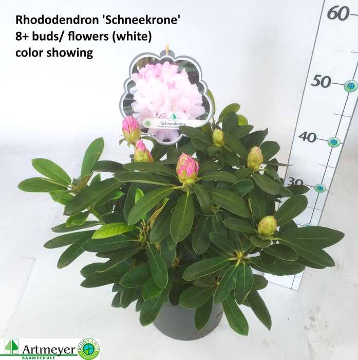 <h4>RHOD YA SCHNEEKRONE</h4>