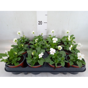 Viola corn. 'Evo Mini White'