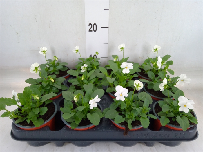 <h4>Viola corn. 'Evo Mini White'</h4>