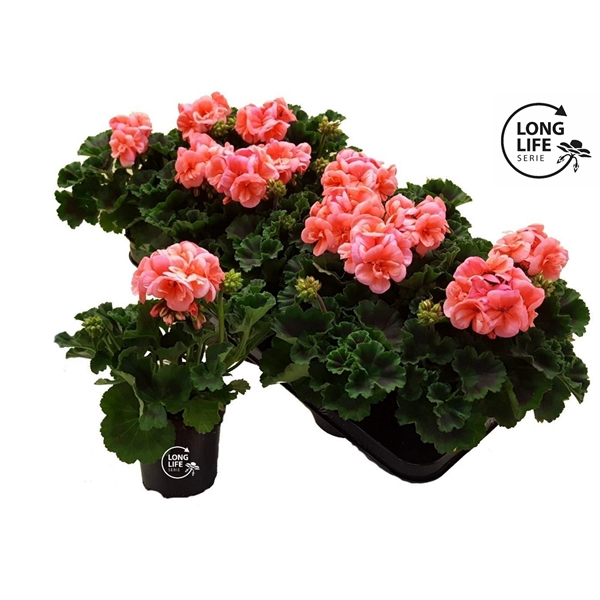 <h4>Pelargonium Zonale Salmon</h4>