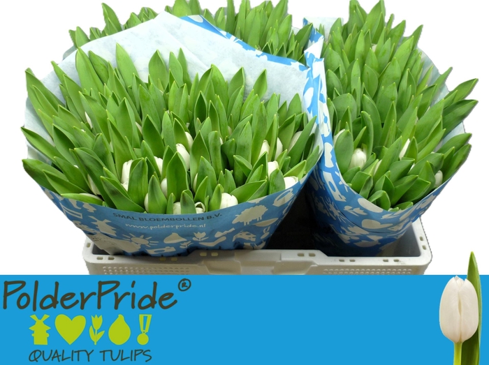 <h4>TU EN ROYAL VIRGIN</h4>