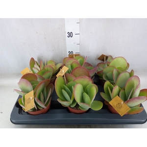 Kalanchoe NF thyrsiflora
