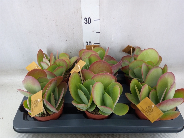 <h4>Kalanchoe NF thyrsiflora</h4>