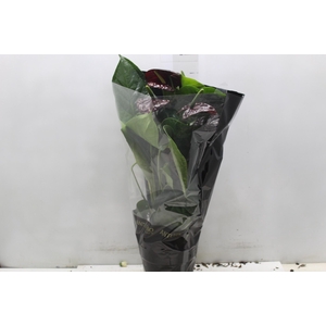 ANTHURIUM BLACK QUEEN P17 PREMIUM