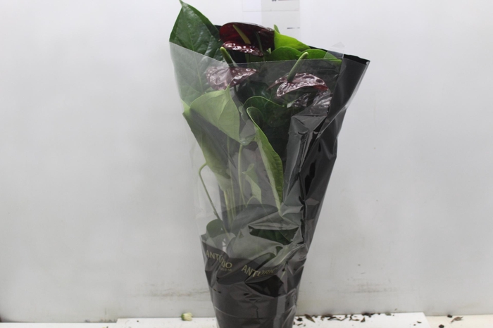 <h4>ANTHURIUM BLACK QUEEN P17 PREMIUM</h4>