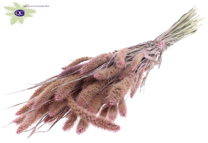 Setaria per bunch pearl pink