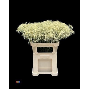 Gyps Million Star Light Yellow