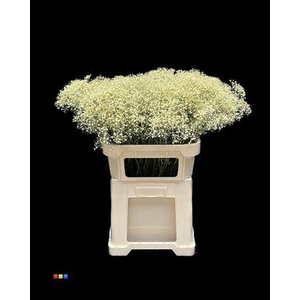 Gyps Million Star Light Yellow