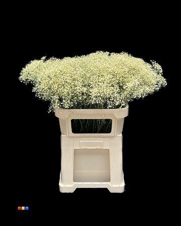 <h4>Gyps Million Star Light Yellow</h4>