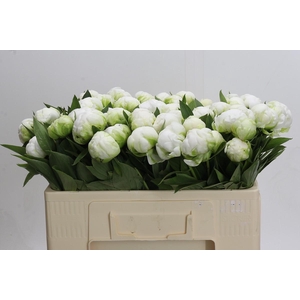 Paeonia Madame Claude Tain