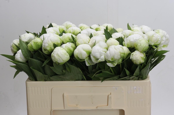 <h4>Paeonia Madame Claude Tain</h4>