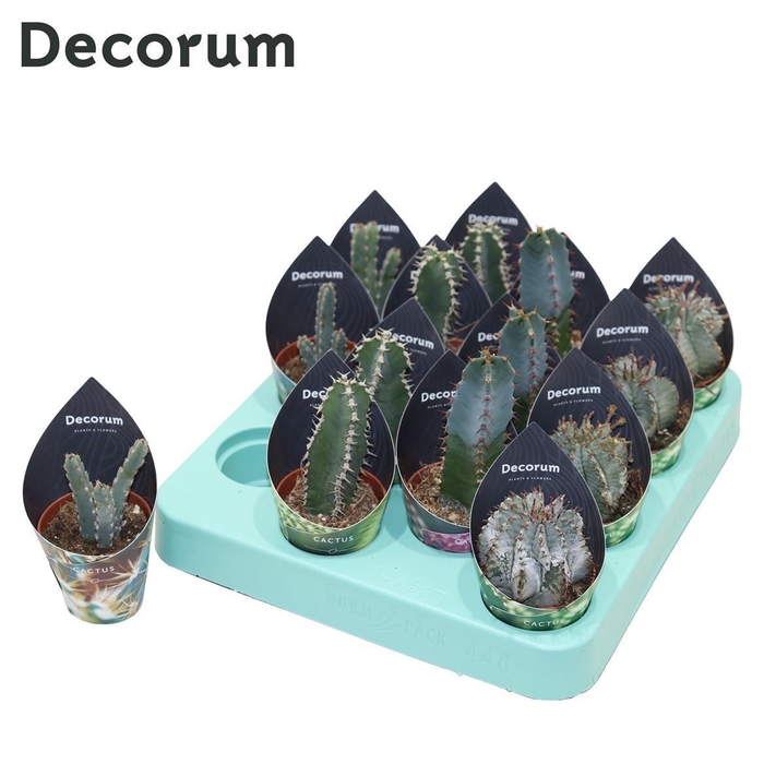Euphorbia Mix (4spc.) (decorum) Decorum Potcover