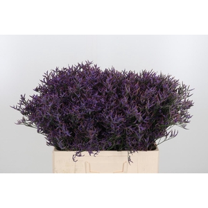 Lim Safora Dark Blue